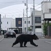 【衝撃】北海道猟友会がヒグマ駆除を全面拒否｜"日当4800円"で命を懸けるハンターたちの悲痛な決断