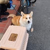 アンディーを自転車に乗せておでかけ