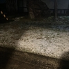 開花までの日々