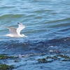 オオアジサシ Greater Crested Tern