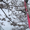 ＃ソメイヨシノが咲いています