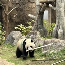 我的大熊猫旅行