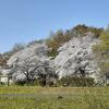 ３．２９（月・晴れ）令和２年度末。野村が又仕出かした！