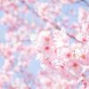 むかちん、都営新宿線と桜！