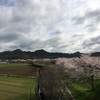 三田市の桜道