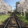 古都の桜を求め京都へ