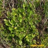 春の畦に咲く植物－45．ヤブタビラコ－