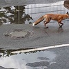 野生のキツネ🦊