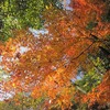 石神井公園紅葉（東京都練馬区）