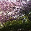 地震と金曜デモと若芽どきの芦原公園