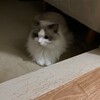肌寒い月曜日もふくちゃんは元気いっぱい