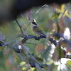 シメ・ミヤマホオジロ・ヤマシギ(大阪城野鳥探鳥 2018/11/03 5:45-12:45)