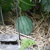 雨が降ったり晴れたりと蒸し暑くていけません