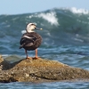 高戸小浜近辺の鳥