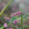 川原の草花たち★オールドマクロレンズ遊び