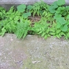ほぉら
