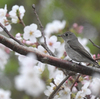 隣の隣の県に鳥を見に行った日記（２０２４　０３３１）その５。