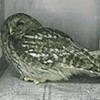 フクロウ回復、大空へ　中川根中生徒ら拍手で見送り（静岡県）