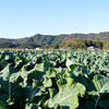 季節の新鮮野菜盛り合わせをお届けします。｜藤河農園（福岡県みやこ町）