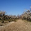 穴場発見！相生山の梅を拝みに行く │ 季節の花ジョギング