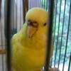 セキセイインコのピーピ、近況報告。