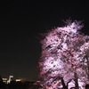 千鳥ヶ淵の桜（ソロ編）