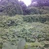 まぼろしの葛の根