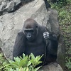 強きものへの憧れフェイズ