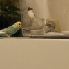 セキセイインコとパンダマウスの大接近1