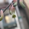 ガステリアの花