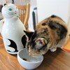 【後編】食いしん坊のしじみちゃん。～猫のお食事～
