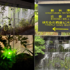椿山荘ホタル鑑賞は雨の日でも見られる？｜ビオトープで蛍を体験したレビュー