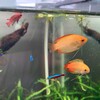 ゴールデンハニードワーフグラミーお迎え9ヵ月目