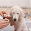 【獣医師監修！！】犬の爪切りのコツと嫌がる犬への対処法！！