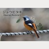 人間に興味がある？【ジョウビタキ】と私の思い出 / おまけのシジュウカラ