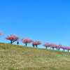 【市川】江戸川土手 河津桜並木 と SIGMA 135mm F1.8 DG HSM Art   March 2019