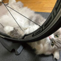 自転車のアンテナ