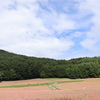 赤い蕎麦の花１