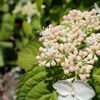 紫陽花開花他