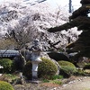 桜吹雪。