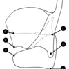 輪状甲状関節ー構造の異なるタイプに関する機能的側面