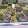 今日は　バラバラ