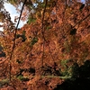 紅葉の泉涌寺 今熊野観音寺と御座所庭園