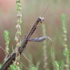 🦗伊賀野の花畑で昆虫撮影😊