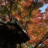 奈良公園の紅葉をミラーレスで