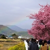 早咲き桜と虹の散歩道