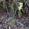 Narcissus tazetta var. chinensis　スイセン