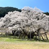 走れないので淡墨桜を見に旅に出る