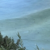 ウミガメ21 硫黄島