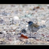 やっと見つけた野鳥